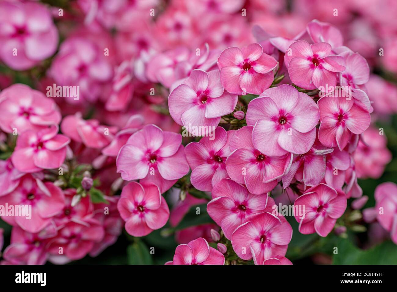 Pink flowers of Phlox paniculata bush in the garden close-up Stock ...