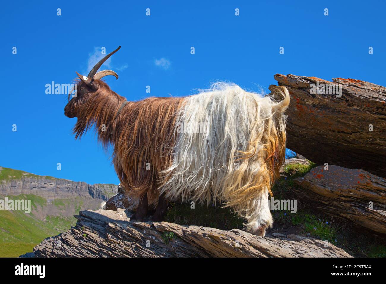 Goat in the swiss alps Stock Photo Alamy