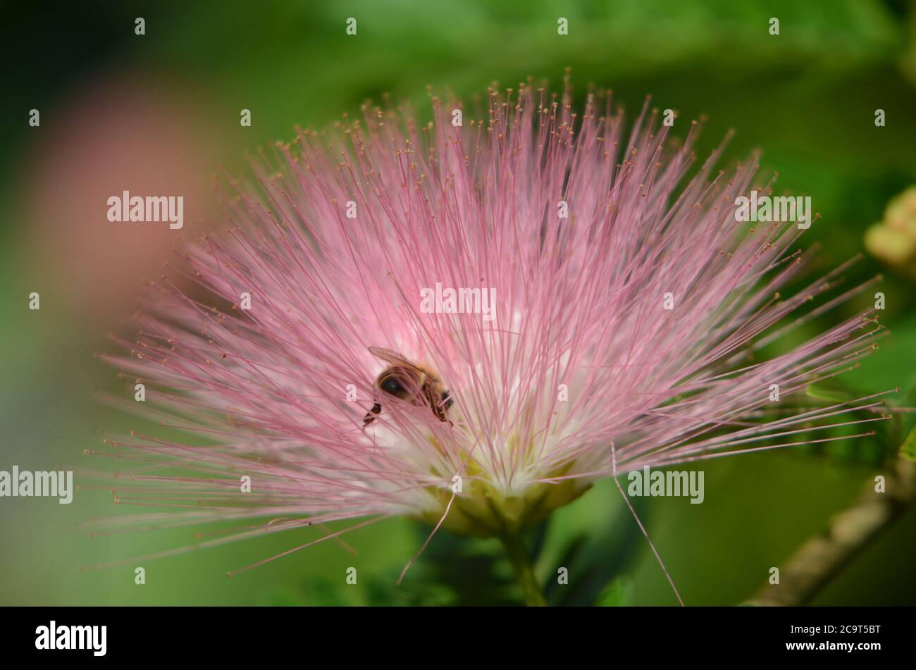 cette petite abeille ce régale du nectar du calliandra Stock Photo