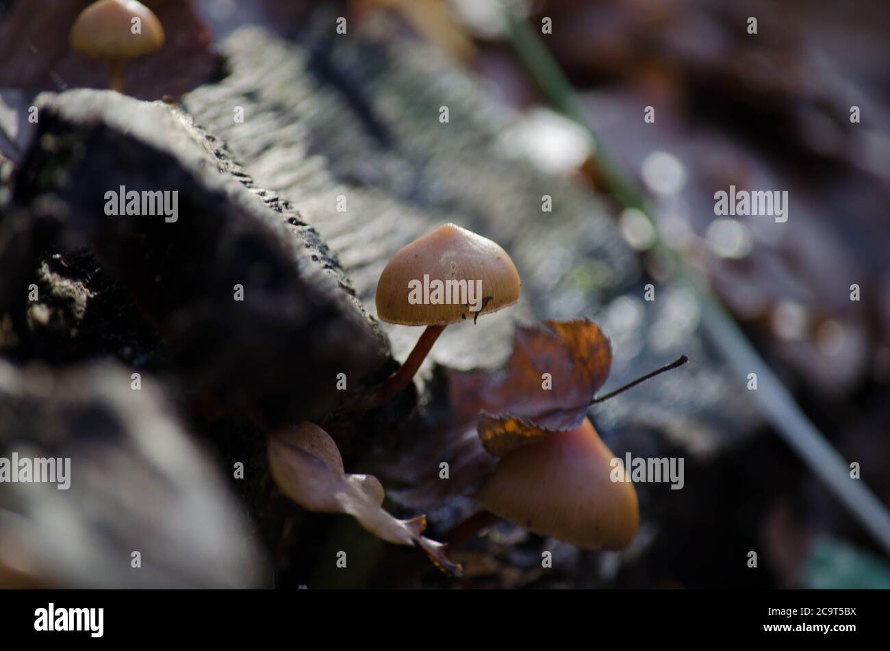 petit champignon en équilibre Stock Photo