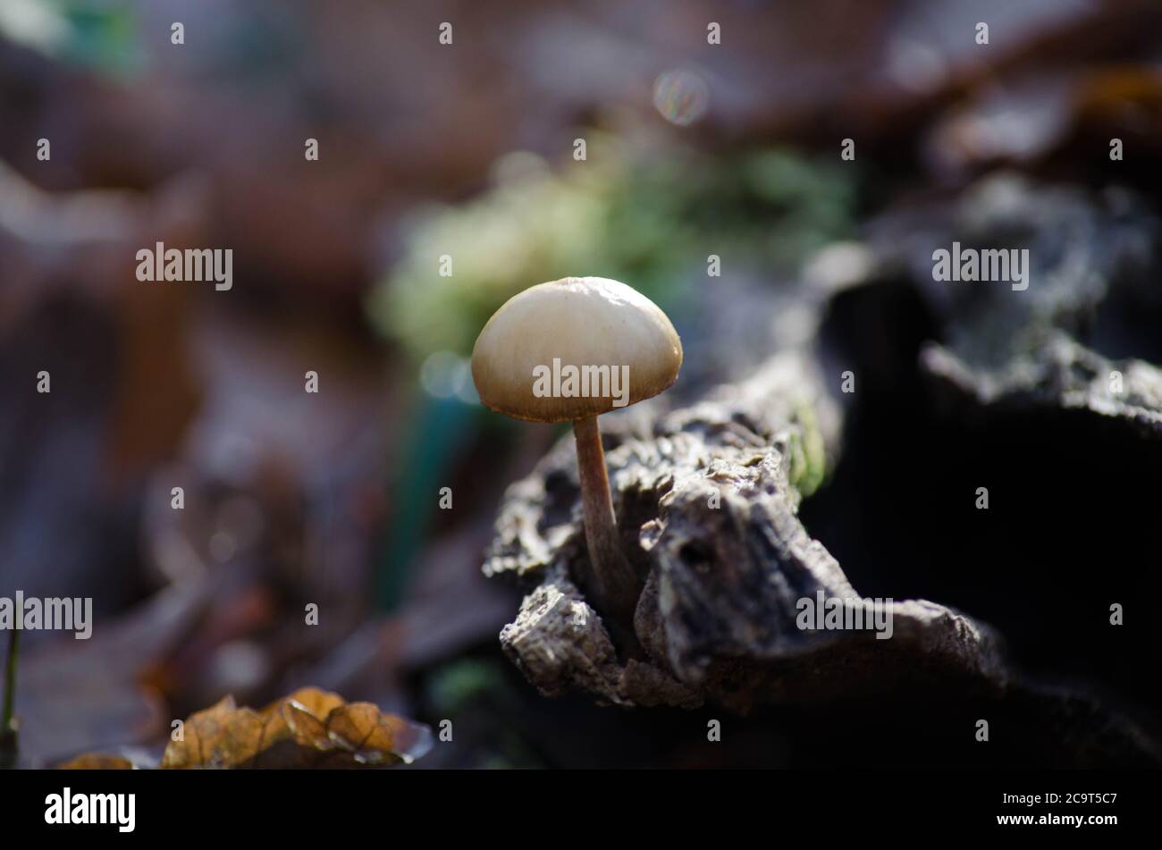 ce champignons a tres bien trouver sa maison dans cette souche en sous bois Stock Photo