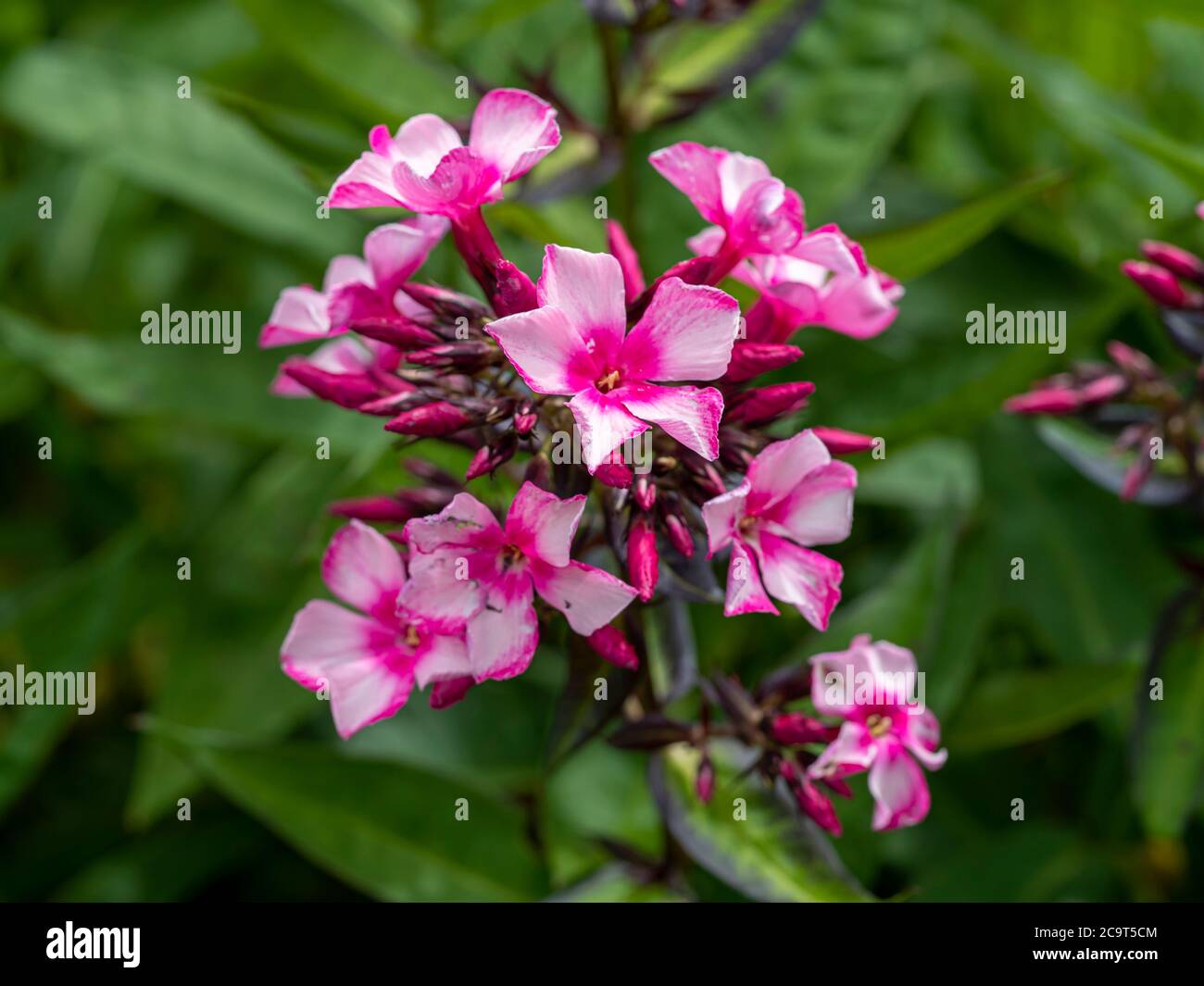Closeup of pretty pink phlox flowers, variety Phlox paniculata Miss Ellie Stock Photo