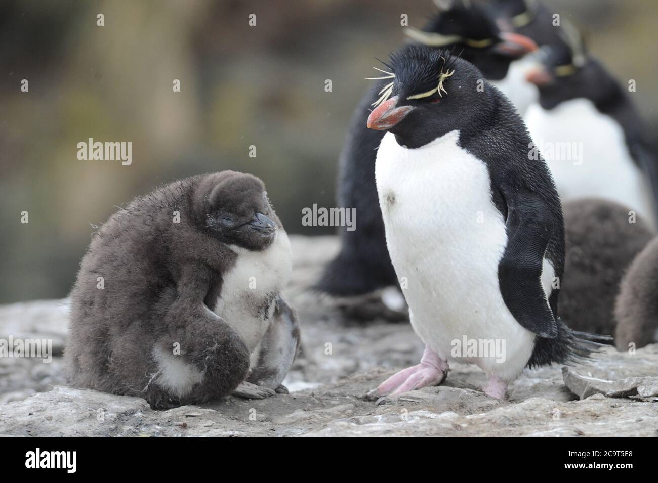 The rockhopper penguins are three closely related taxa of crested penguins Stock Photo