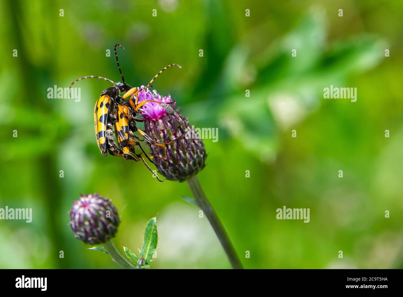 Yellow bugs mating, insects making love on a purple flower. Green background. Stock Photo