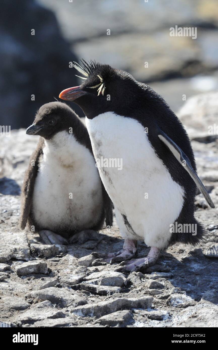 The rockhopper penguins are three closely related taxa of crested penguins Stock Photo