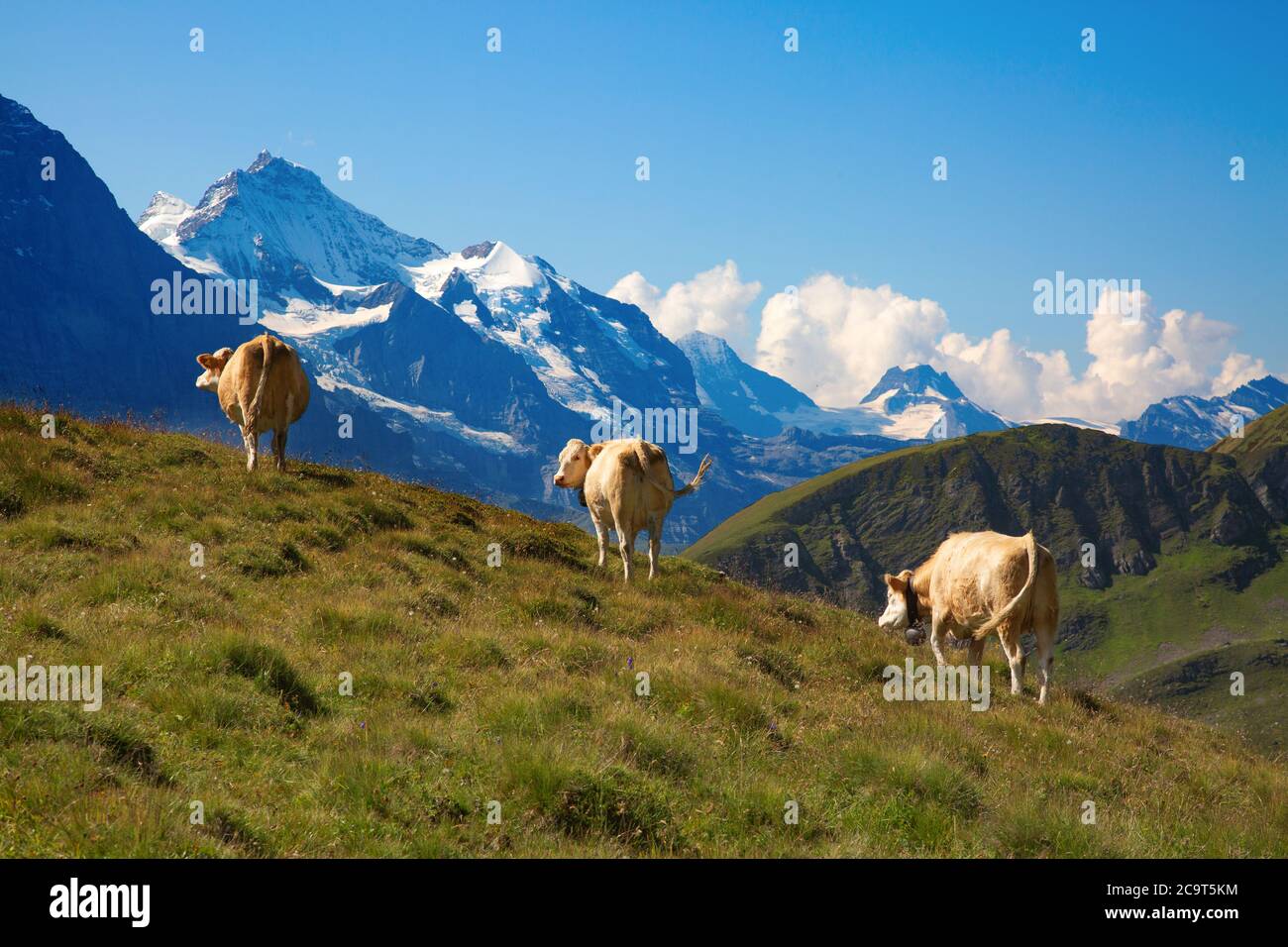 Swiss cow in the alps Stock Photo - Alamy