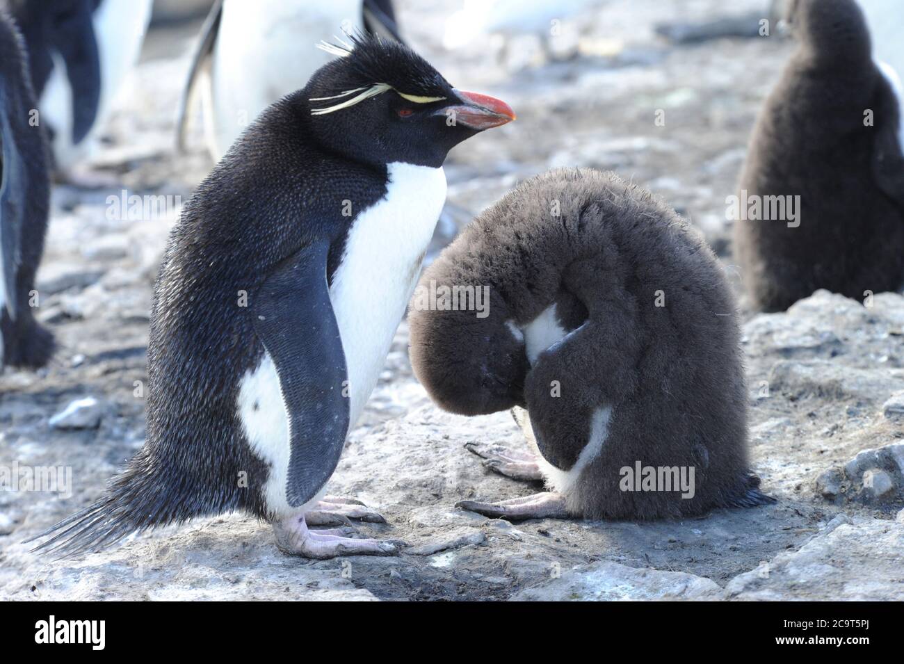 The rockhopper penguins are three closely related taxa of crested penguins Stock Photo