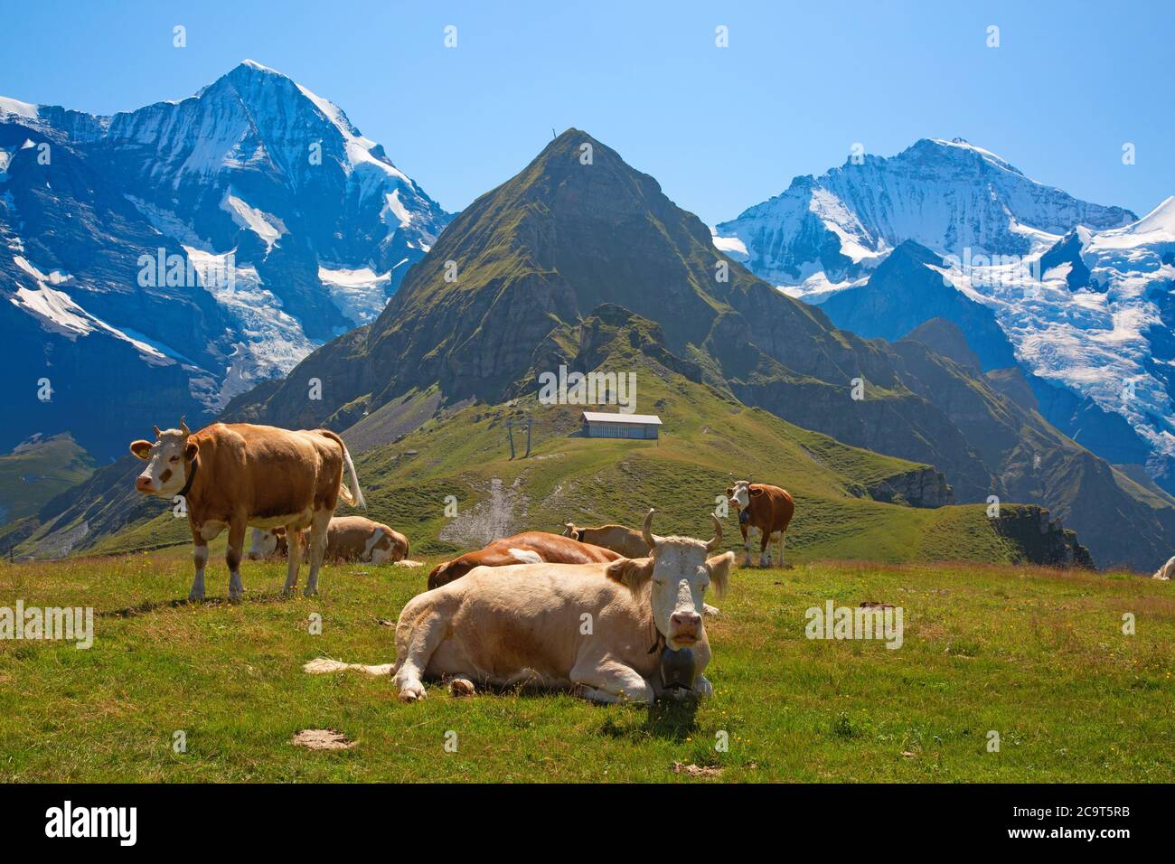 Swiss cow standing in a lush green alpine meadow with mountain scenery behind