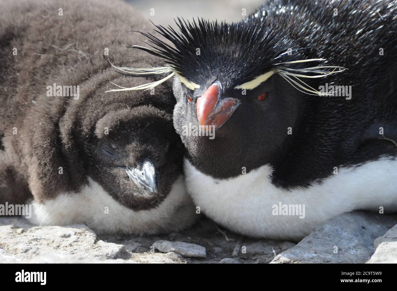 crested penguins Stock Photo 