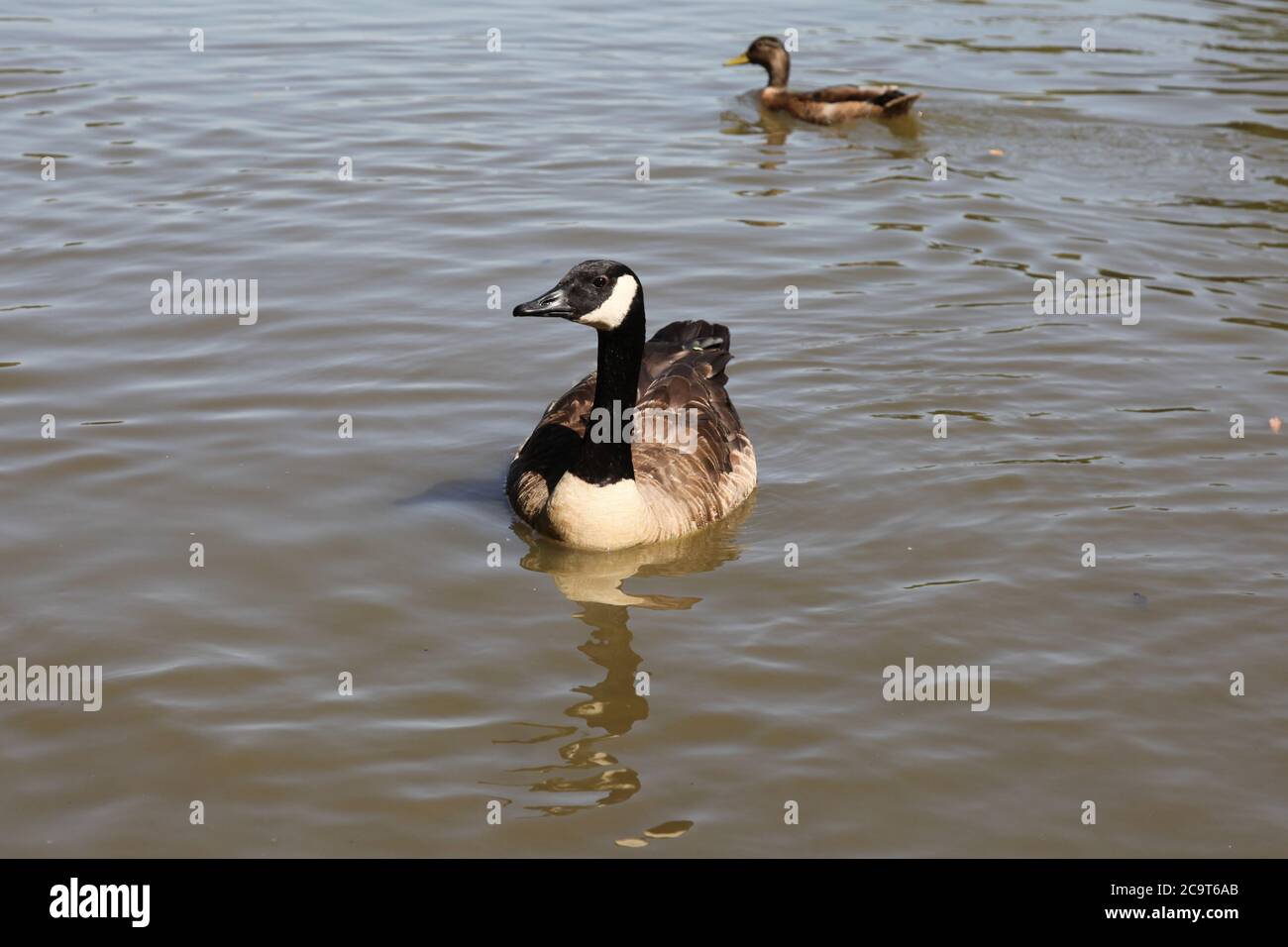 Canada Goose (Branta canadensis) swimming on Stew Pond, SSSI, Epsom and Ewell, Surrey, England