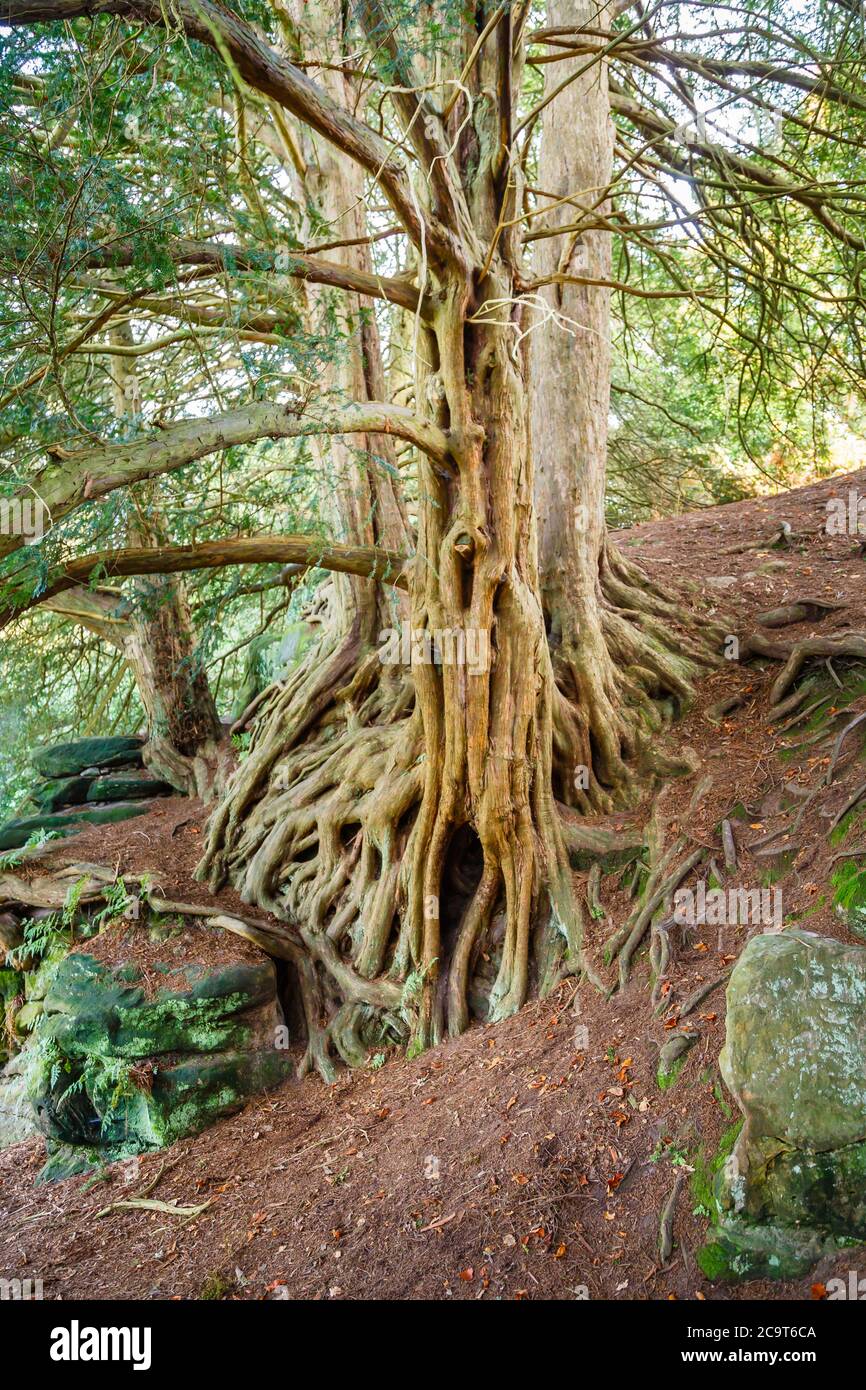 Ancient contorted yew (Taxus baccata) roots growing over rocks in Wakehurst, botanic gardens in West Sussex managed by the Royal Botanic Gardens, Kew Stock Photo