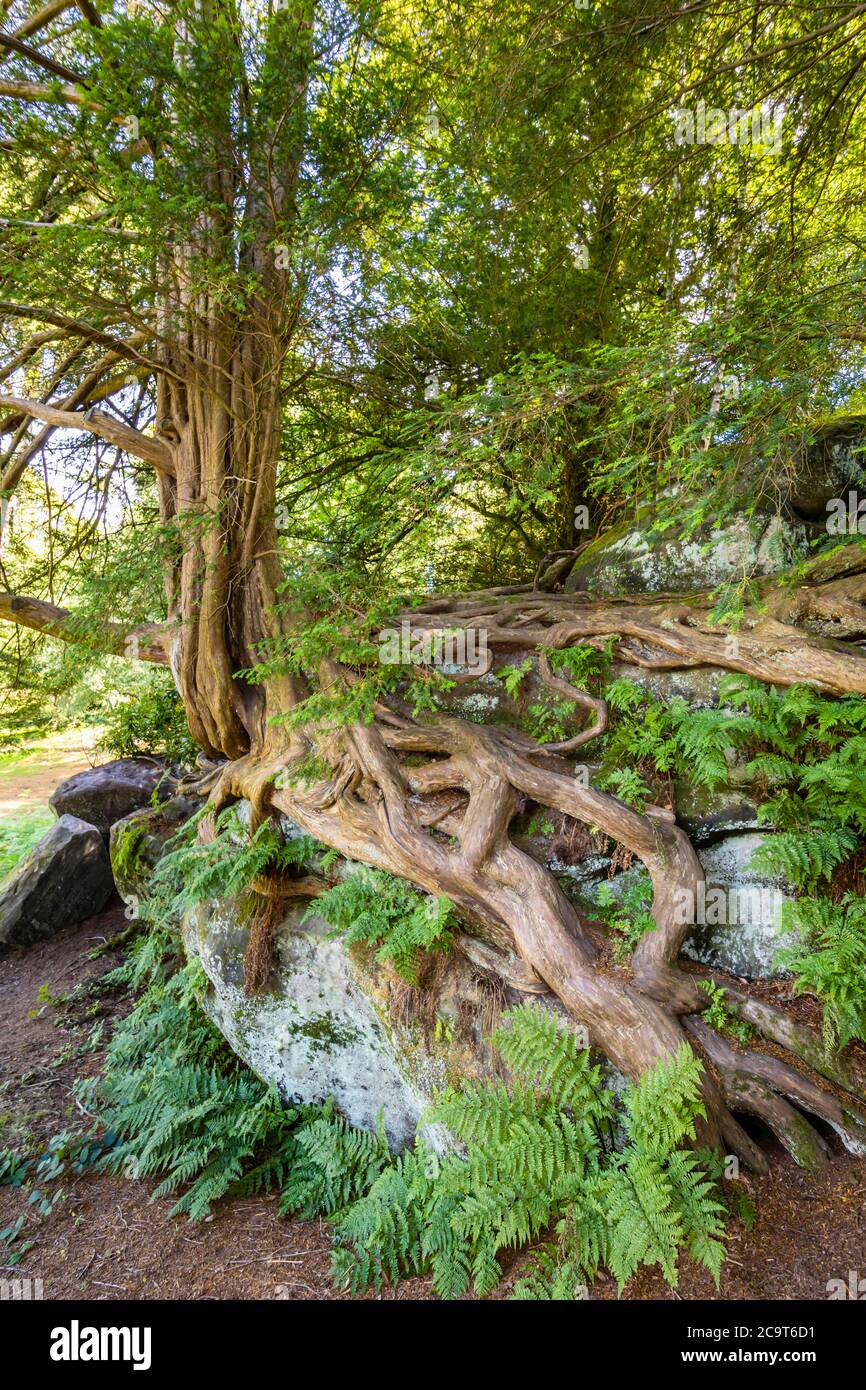 Ancient contorted yew (Taxus baccata) roots growing over rocks in Wakehurst, botanic gardens in West Sussex managed by the Royal Botanic Gardens, Kew Stock Photo