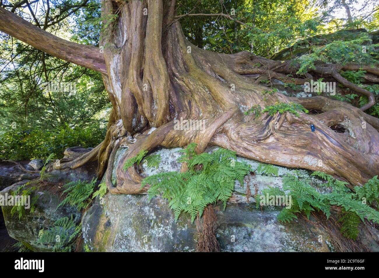 Ancient contorted yew (Taxus baccata) roots growing over rocks in Wakehurst, botanic gardens in West Sussex managed by the Royal Botanic Gardens, Kew Stock Photo