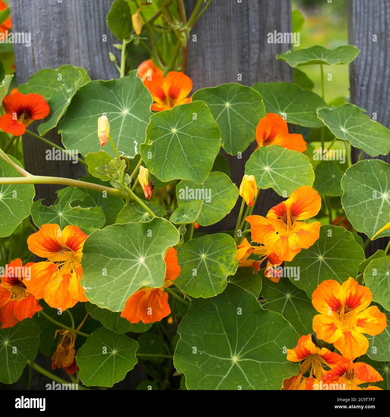 Page 11 - Orange Flowers Of Garden Nasturtium High Resolution Stock  Photography and Images - Alamy