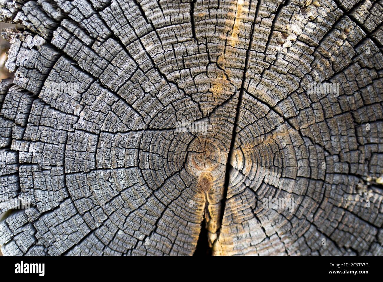 Round Wooden saw cut of an old pine tree with annual rings Stock Photo ...
