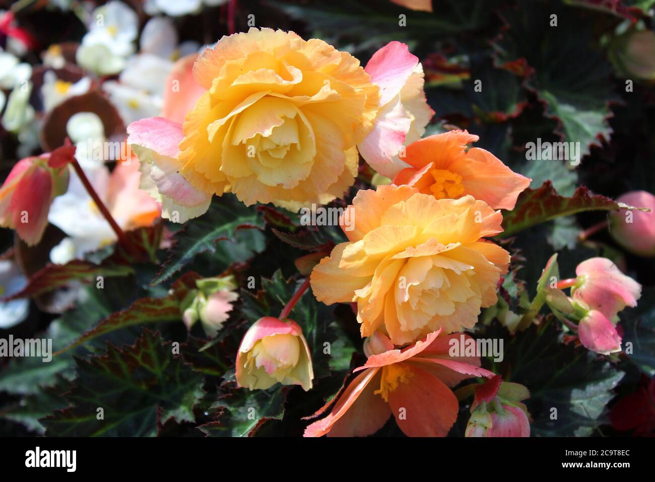 The picture shows blossoming begonia in the garden Stock Photo
