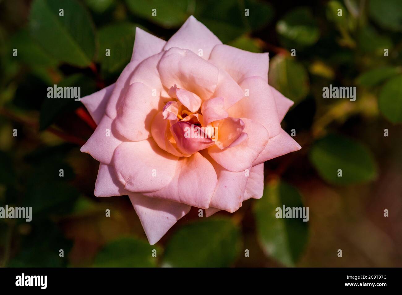 Beautiful spring flowers in an English park in Wolverhampton Stock