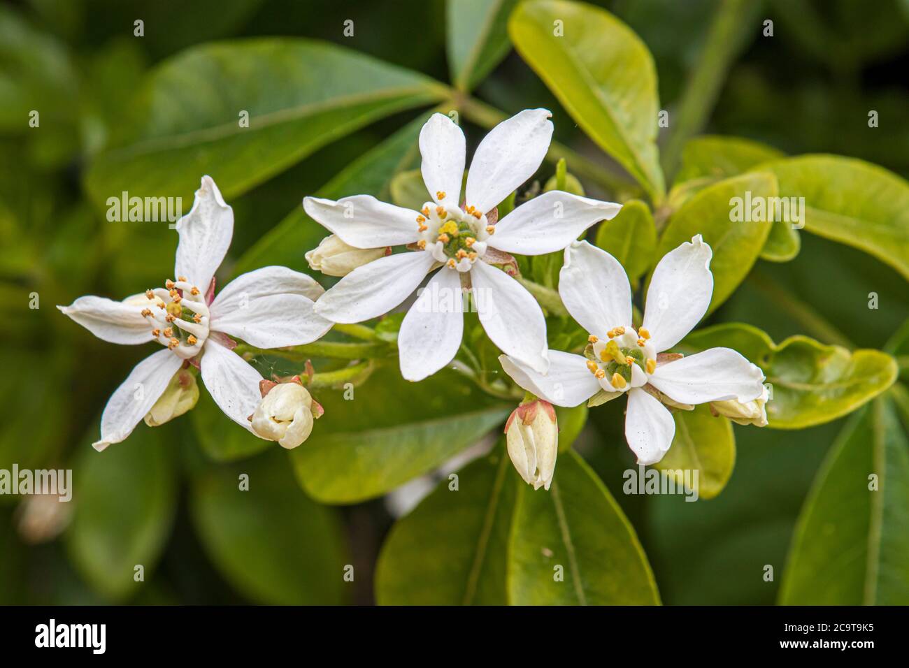 Beautiful spring flowers in an English park in Wolverhampton Stock