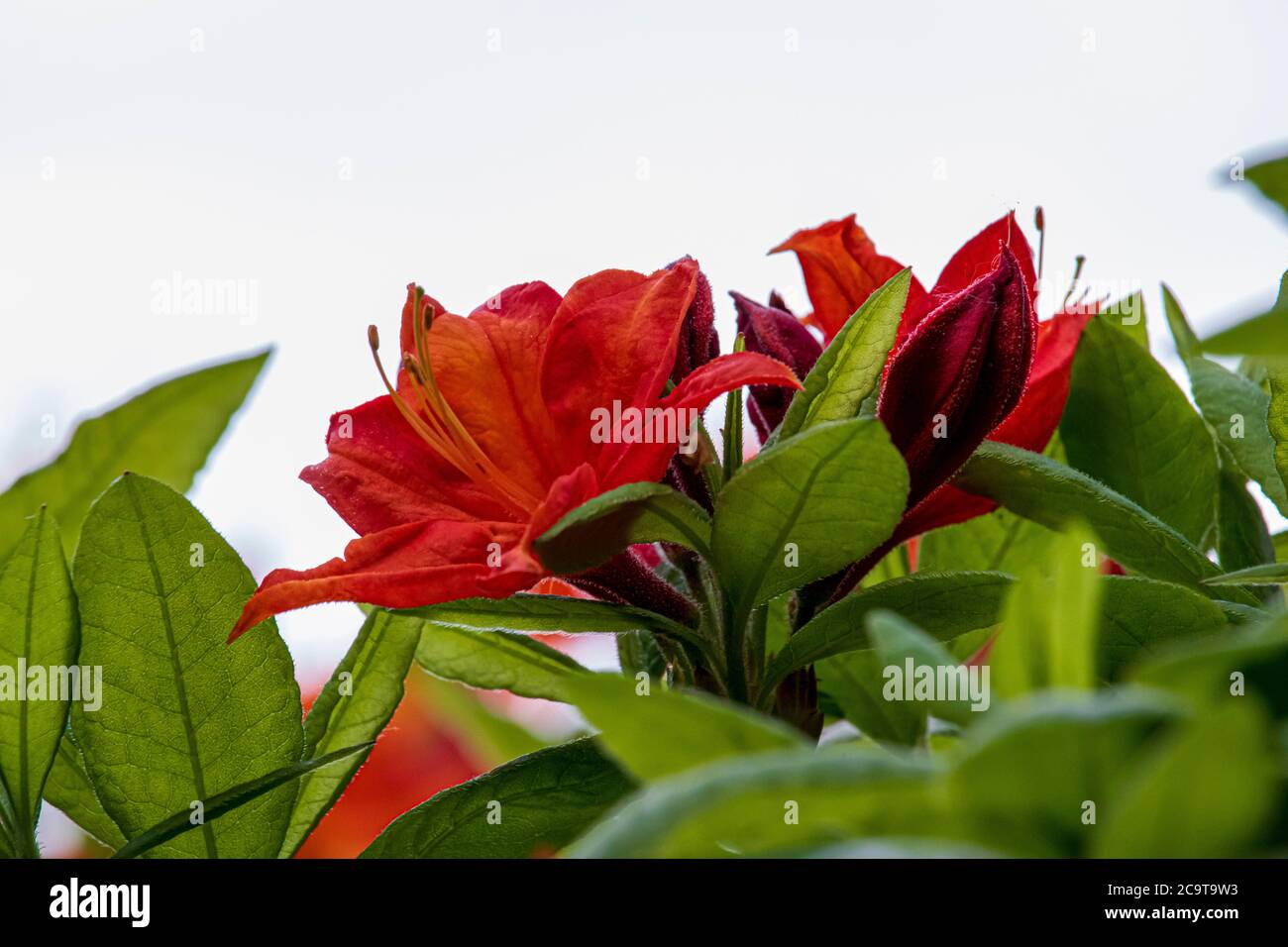 Beautiful spring flowers in an English park in Wolverhampton Stock