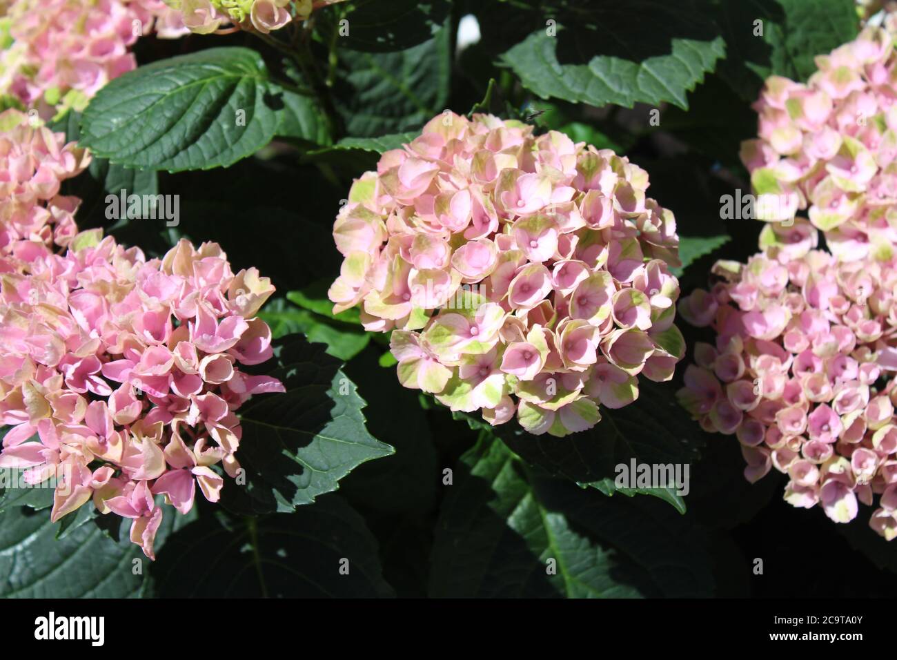 The picture shows pink hydrangea in the garden Stock Photo - Alamy