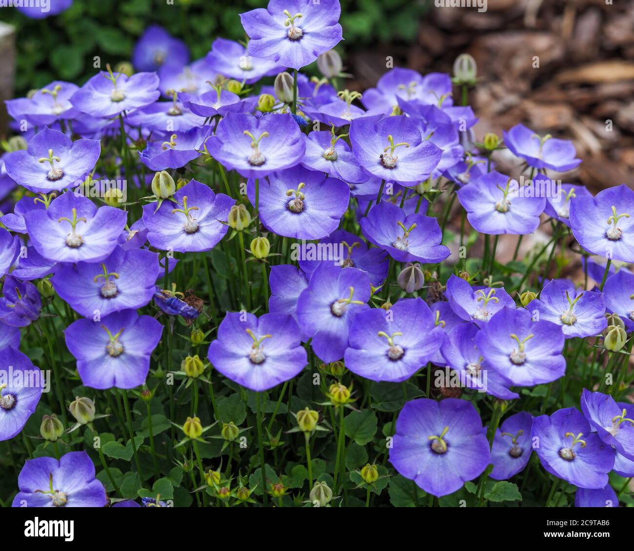 Pretty little violet blue Campanula Samantha bellflowers in a garden Stock Photo