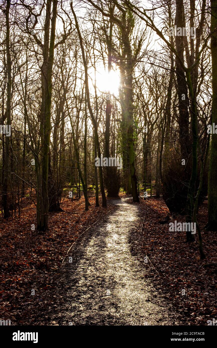 Sunlight through the branches on footpath in Cheshire forest UK Stock Photo