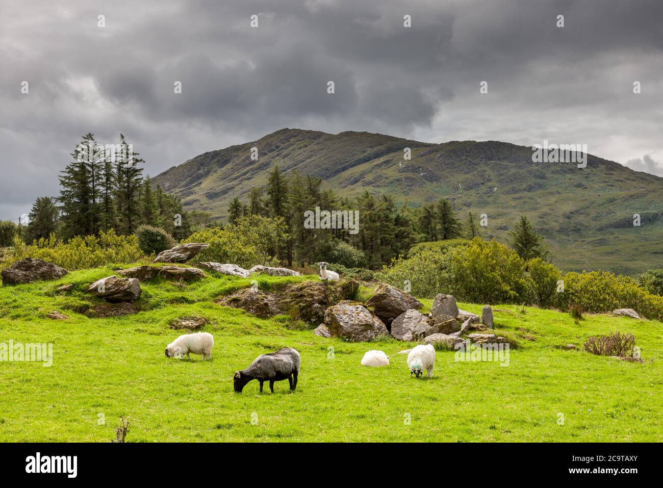 Lauragh, Kerry, Ireland. 01st August, 2020. Sheep grase on low line pasture  near Lauragh in Co. Kerry, Ireland. - Credit; David Creedon / Alamy Stock Photo