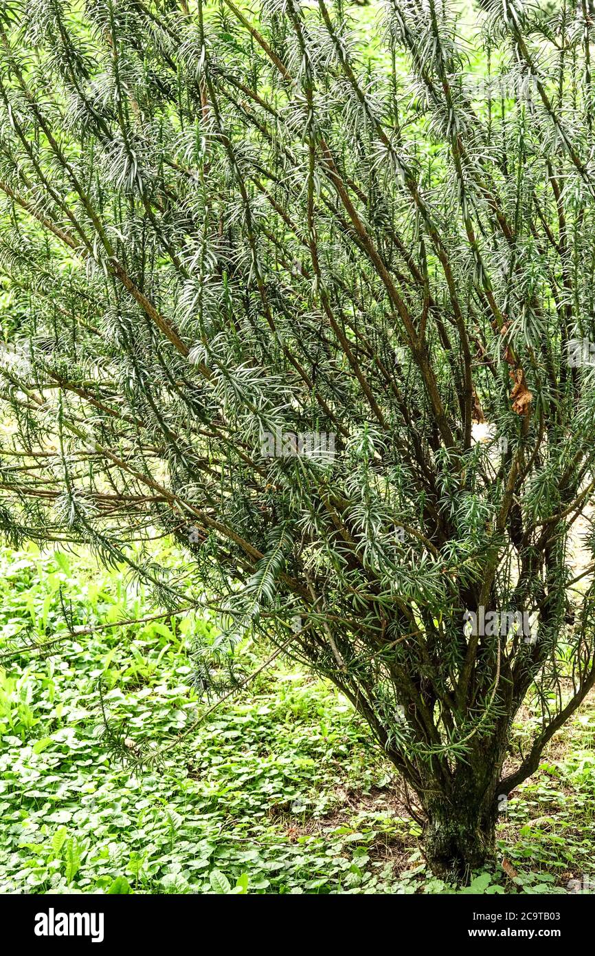 Japanese Plum Yew Cephalotaxus harringtonii 'Fastigiata' aka Cephalotaxus harringtonia Drupacea Cow-Tail Pine Evergreen shrubby plant Stock Photo