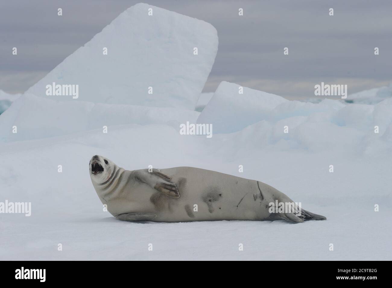 The crabeater seal (Lobodon carcinophaga), also known as the krill ...