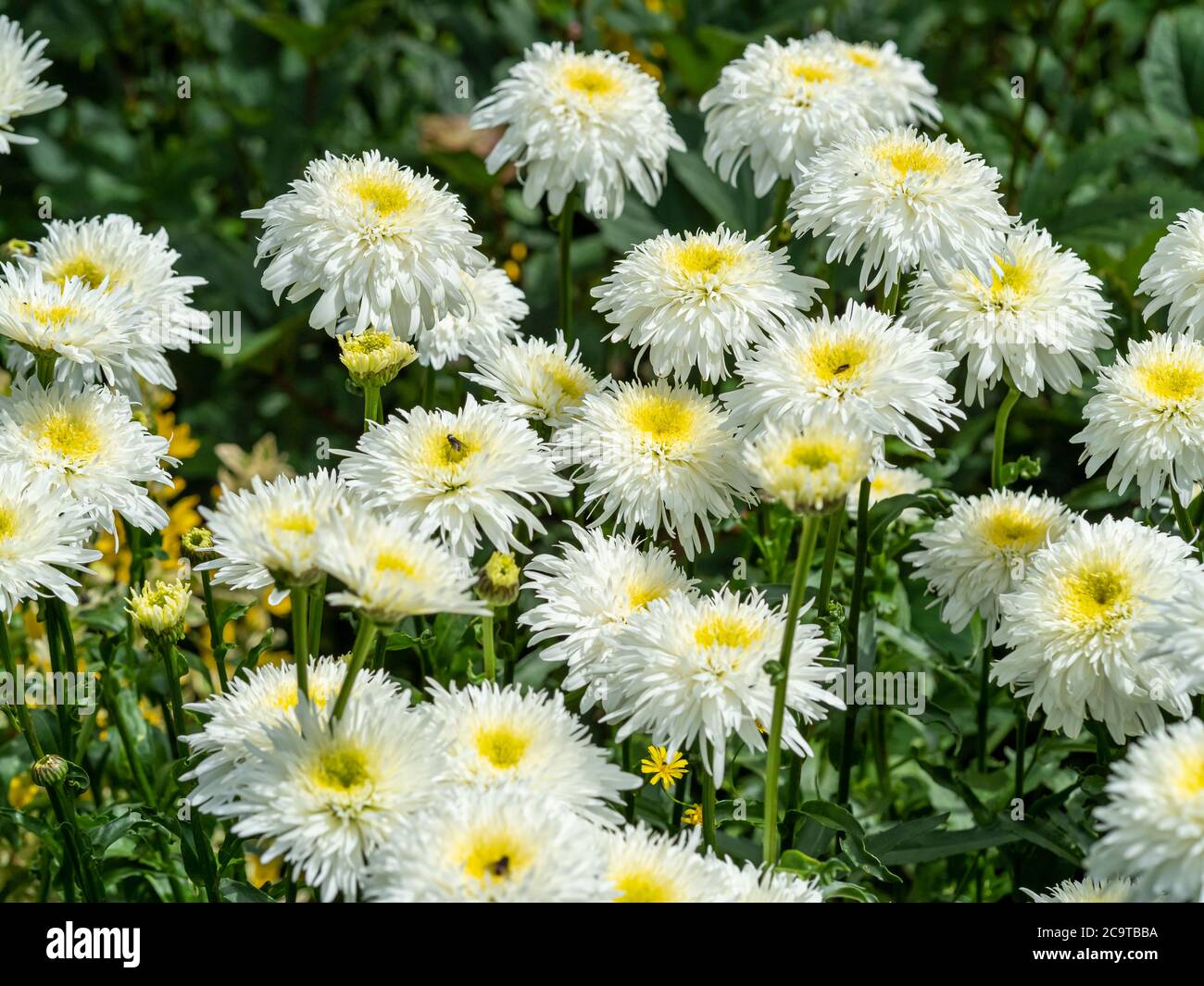 Pretty white and yellow Shasta daisies, Leucanthemum x superbum, flowering in a garden Stock Photo