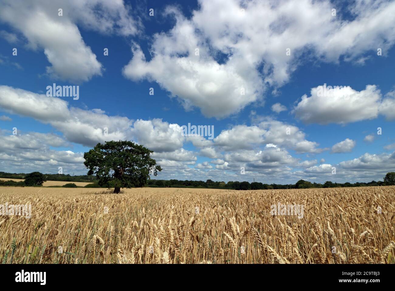 Chessington, Surrey, England, UK. 2nd Aug, 2020. The midday sun beats down on a field of ripening wheat on another glorious summers day in Surrey. Credit: Julia Gavin/Alamy Live News Stock Photo