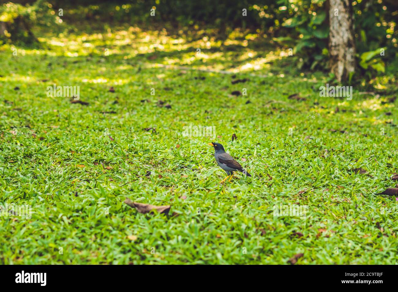 The bird with yellow legs and a yellow beak on a green lawn Stock Photo