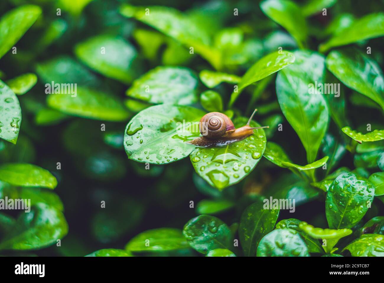 Snail crawling on a leaf with drops of water after rain Stock Photo - Alamy