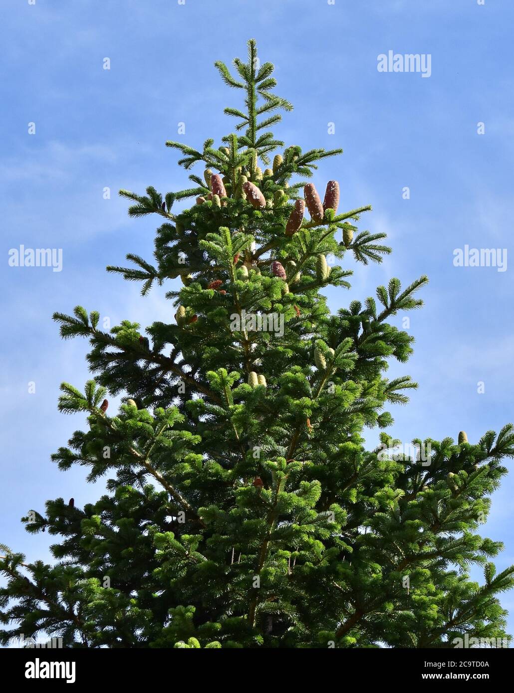 white fir tree needle conifer evergreen Nordmann Stock Photo