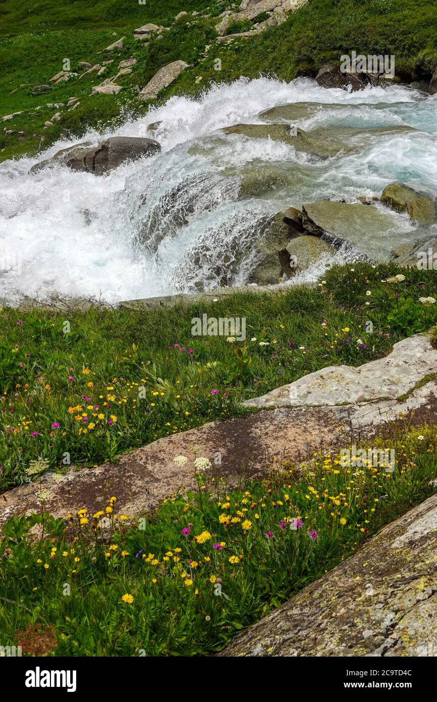 Cascading water and yellow flowers, La Lenta valley, under the Col d'Iseran, Vanoise National Park, France Stock Photo