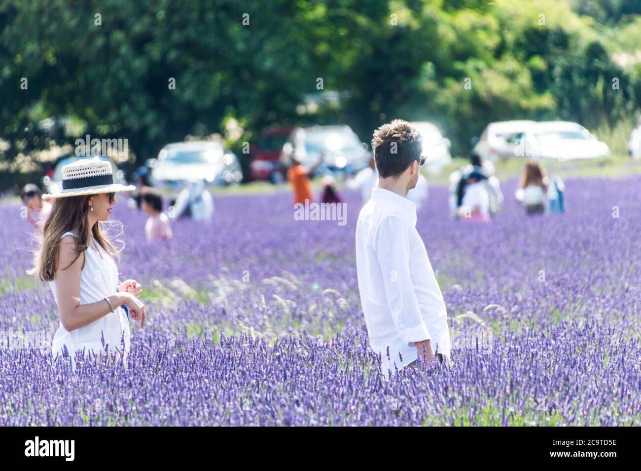 Visitors at Mayfield Lavender Farm on a Sunny day with families taking pictures of Lavender field Stock Photo