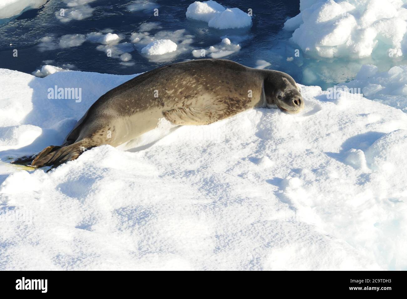 The leopard seal (Hydrurga leptonyx). The leopard seal (Hydrurga ...