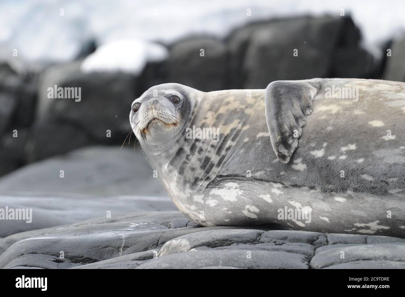 Leopard seal ice floe teeth hires stock photography and images Alamy