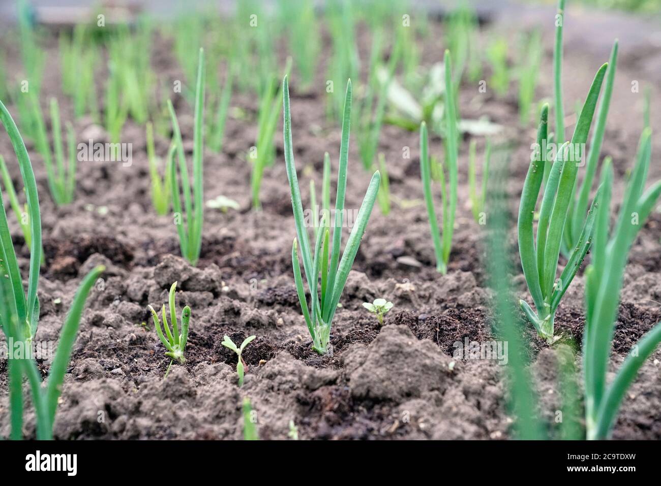 Fresh organic spring onion in the field. Stock Photo