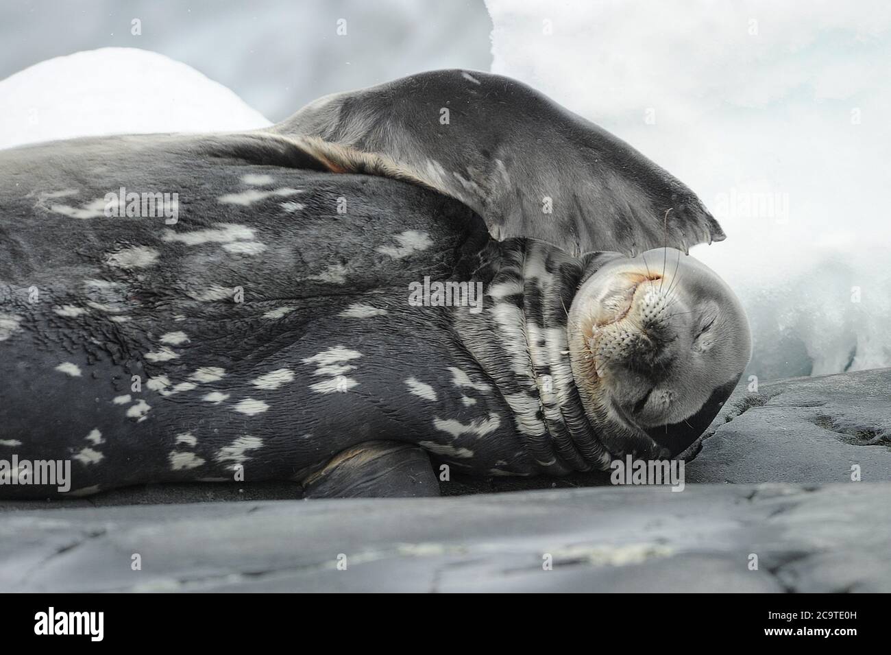 The leopard seal (Hydrurga leptonyx). The leopard seal (Hydrurga