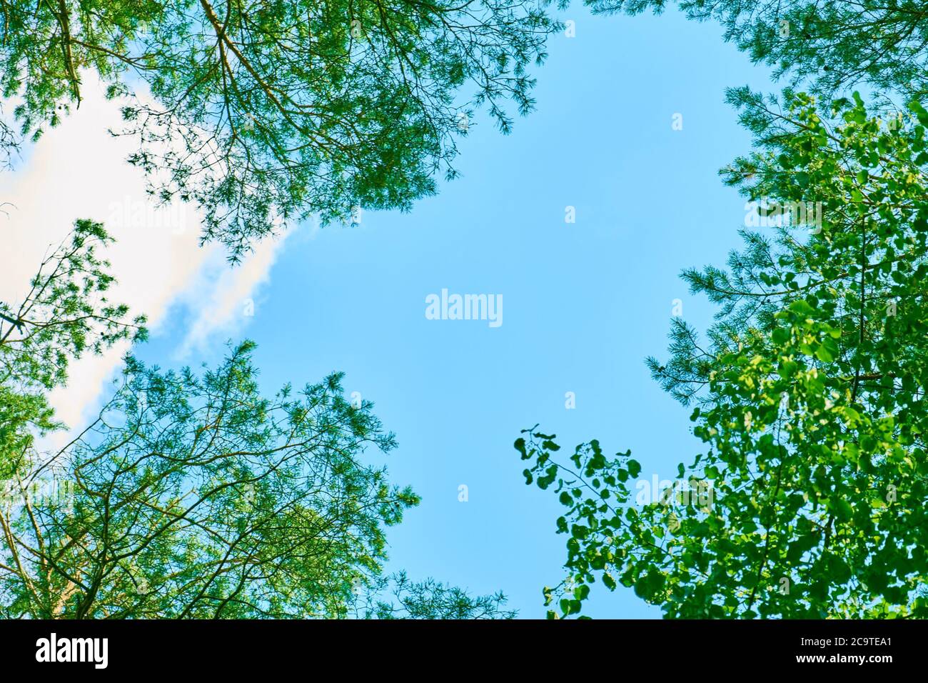Canopy trees sun ray forest hi-res stock photography and images - Alamy