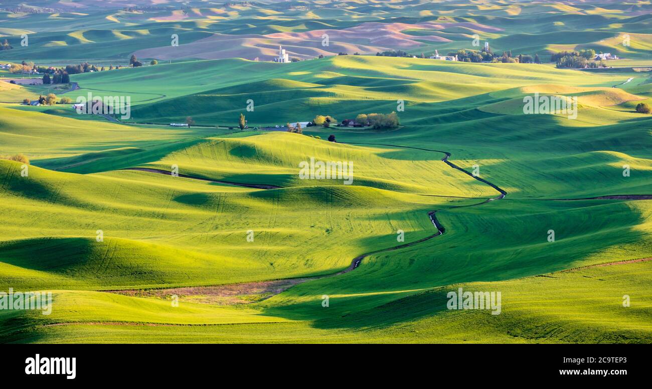 Palouse green wheat fields, seen from Steptoe Butte state park, Palouse