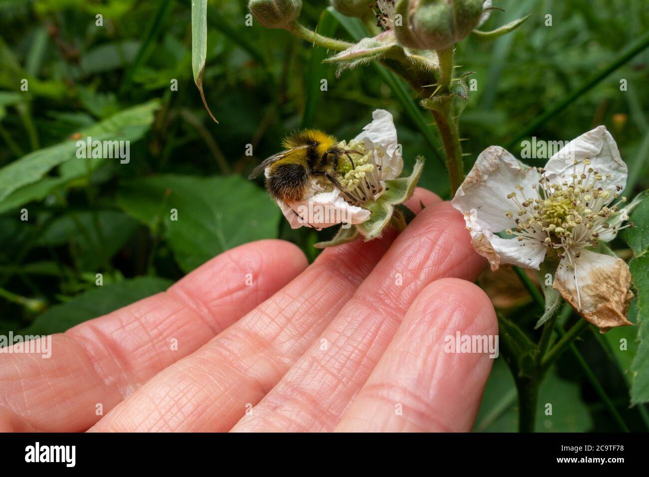 Person's hand holding onto a hedgerow flower with an early bumblebee (Bombus pratorum) on it, UK Stock Photo