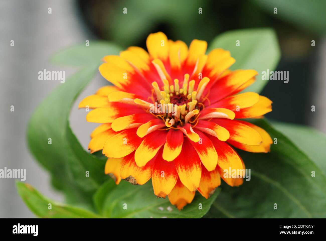 Zinnia growing in a pot with a shallow focus, dwarf zinnia flowers Stock Photo