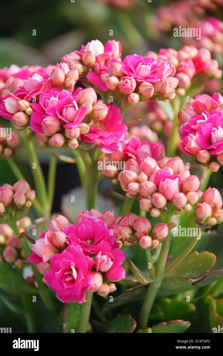 Kalanchoe plant with pink flowers, Kalanchoe blossfeldiana, potted