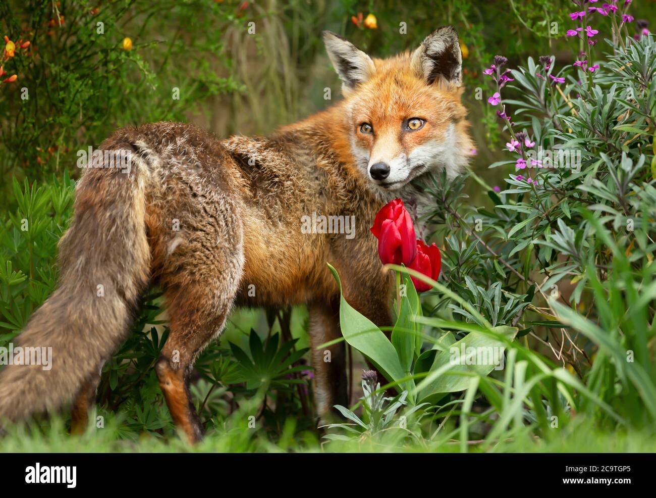 Urban red fox uk hi-res stock photography and images - Alamy