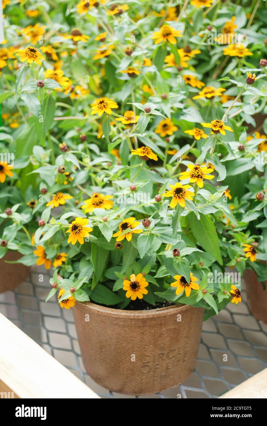 Zinnia growing in a pot with a shallow focus, dwarf zinnia flowers Stock Photo