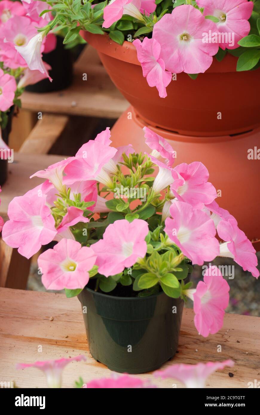 Pink Petunia, Petunias in the black pot, Pink petunia on a wood shelf.  Selective focus Stock Photo - Alamy