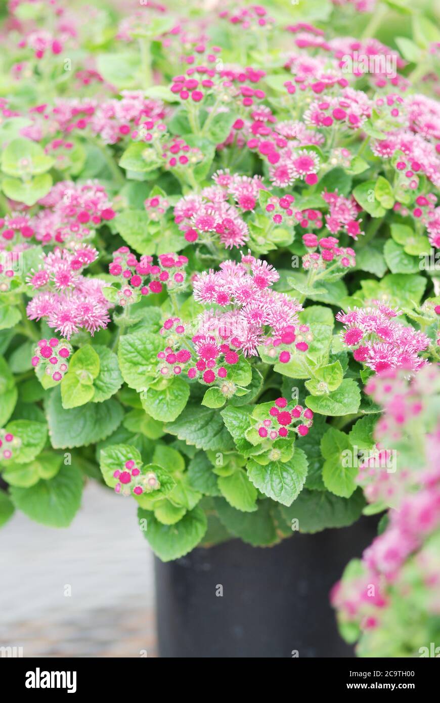 Ageratum, pink ageratum, pink pot plants in the black tray Stock Photo