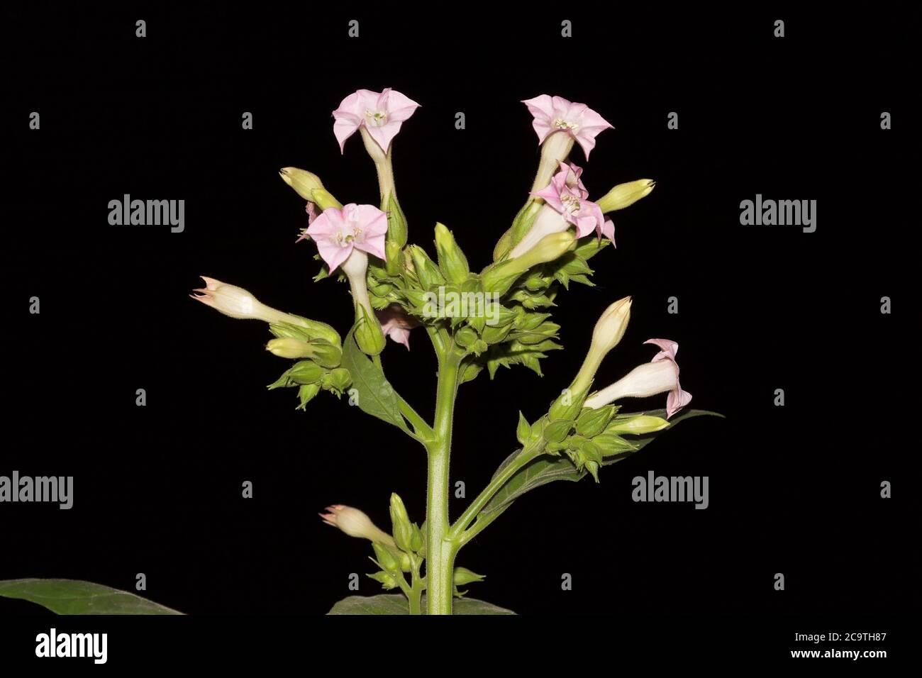 Blossoms of the tobacco plant Nicotiana tabacum Stock Photo